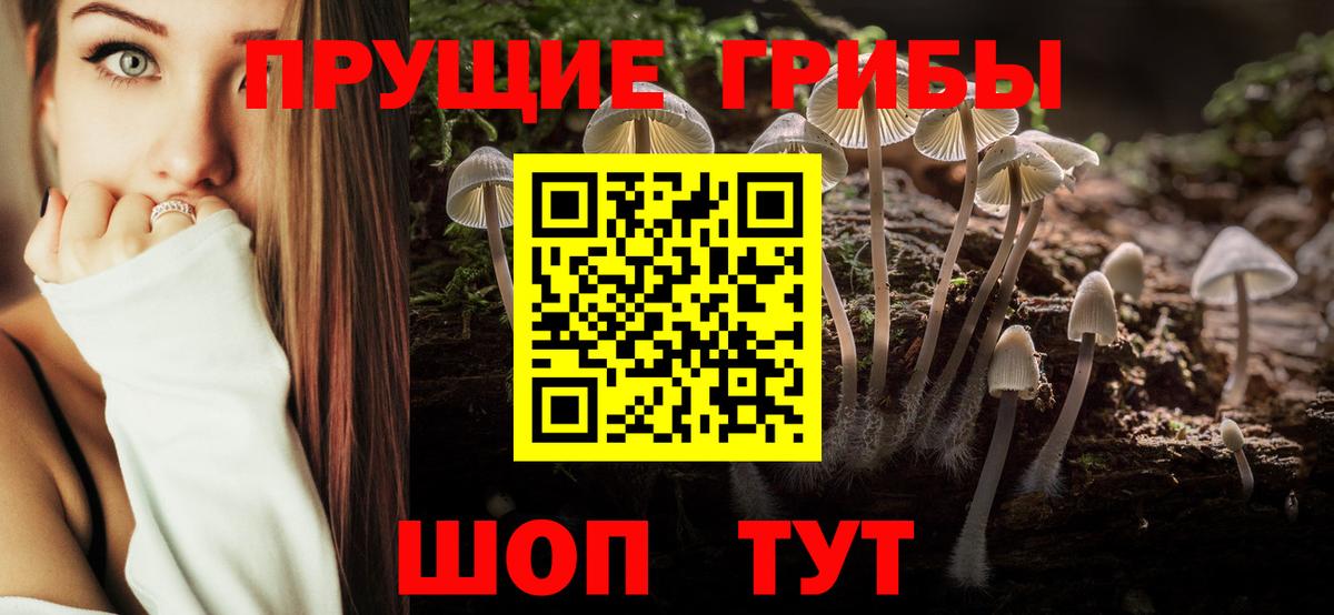 Псилоцибиновые грибы Cubensis Большой Камень